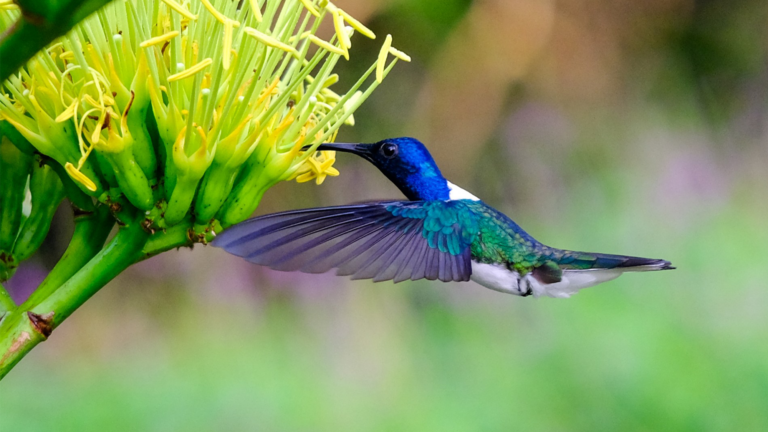 hummingbird flower