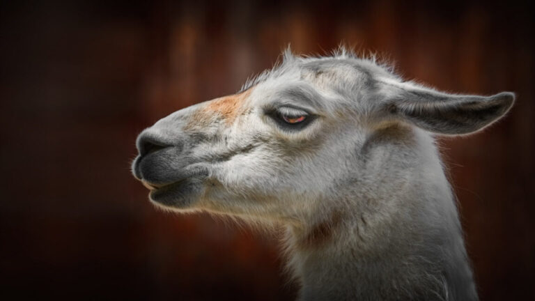 llama head 1 1152x648
