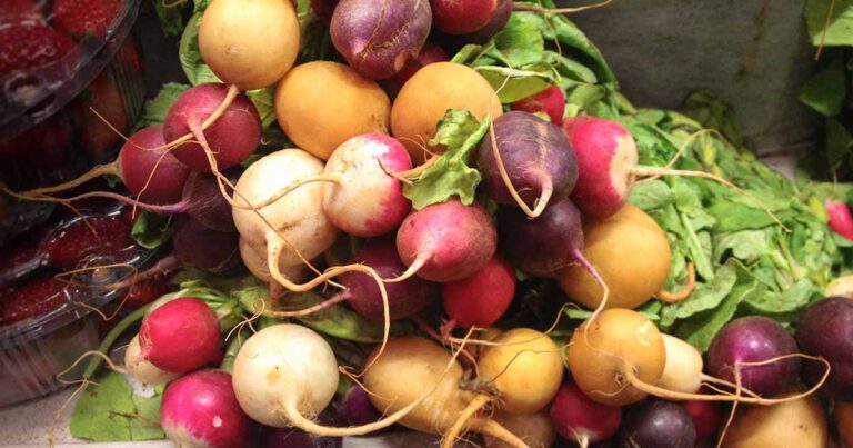 Best Radish Varieties FB