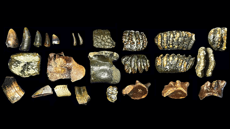 Homo Erectus Java Fossils