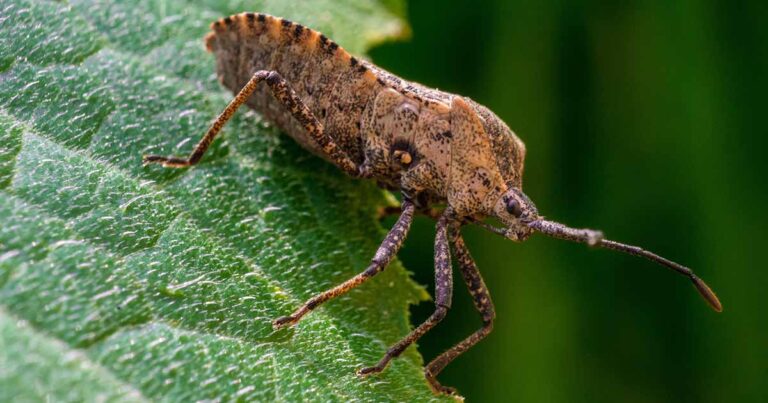 How to Control Squash Bugs FB 1