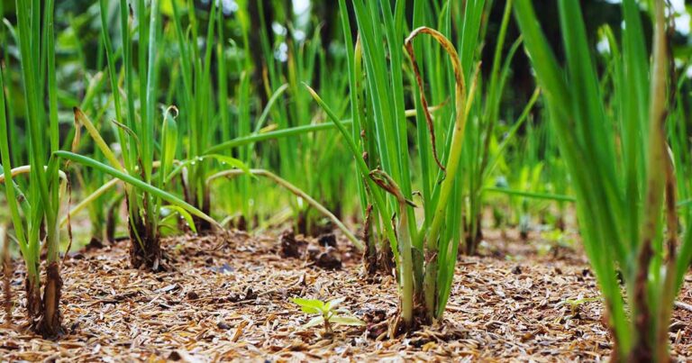 How to Harvest Scallions FB