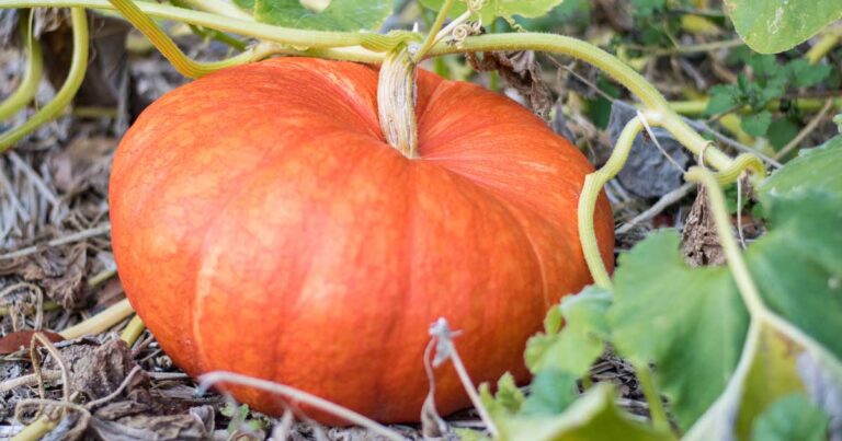 Why Your Pumpkin Isnt Producing Fruit FB