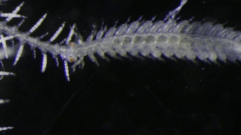 branching marine worm