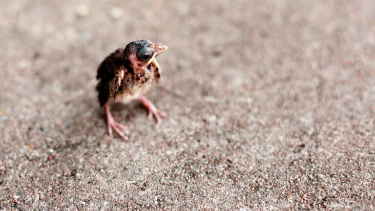 what to do if you find a baby bird