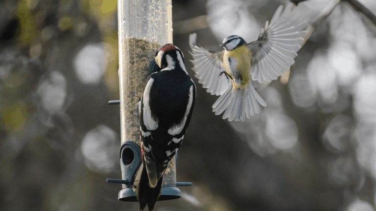 wings bird feeder