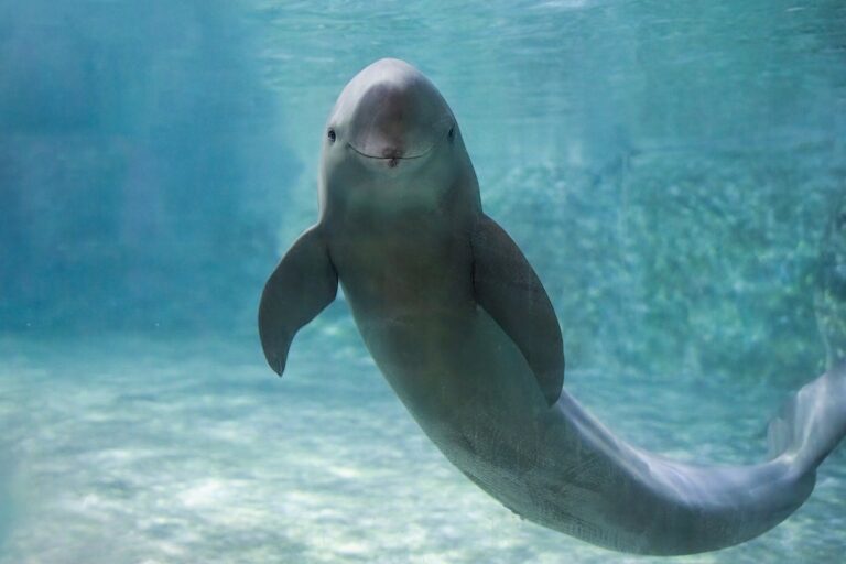 yangtze finless porpoise china history